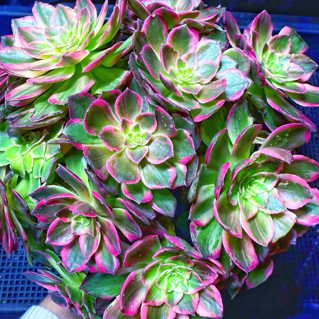 新入荷 超レア新品種 アエオニウム 万華鏡錦(大群生) 法師錦 超大株