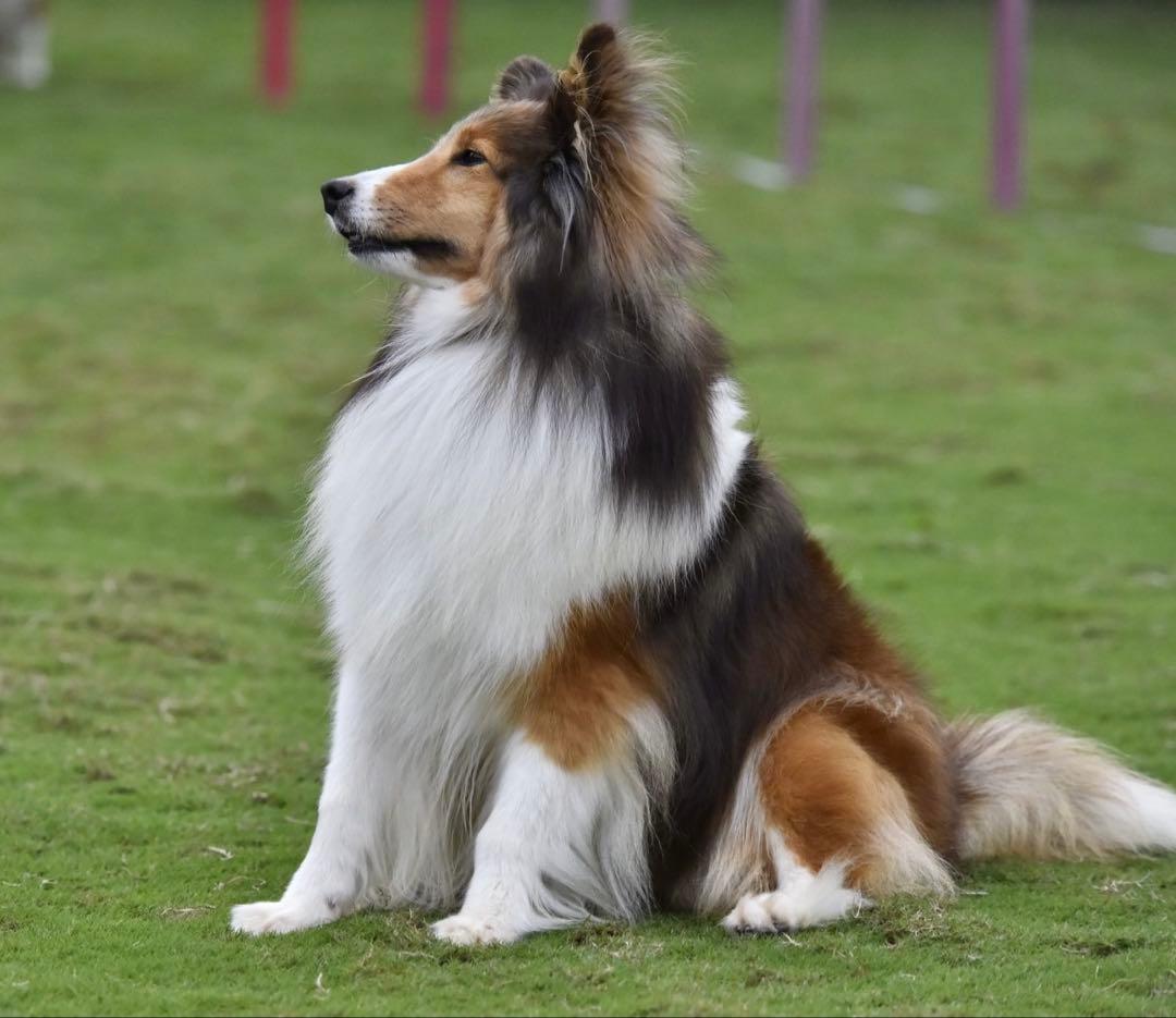 レンズ(ズーム) NIKON AF VR-NIKKOR 80-400mm F4.5-5.6