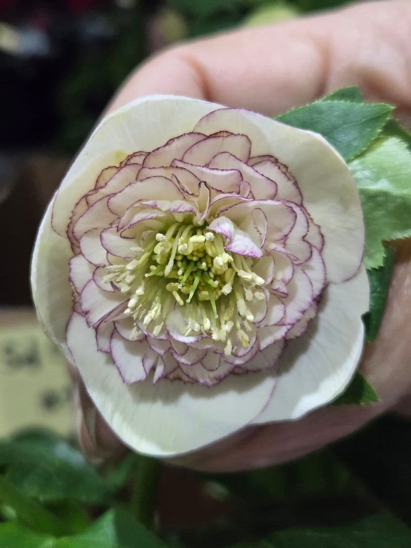 ☆クリスマスローズ☆セミダブル　モーリー系ホワイトピコ☆6号鉢☆ クリスマスローズ 開花苗 008 ホワイトセミダブルピコテイ : 花郷園