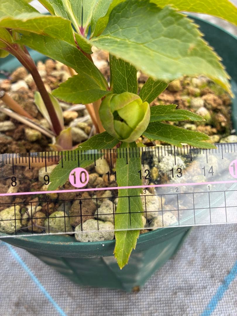 クリスマスローズ グリーン オーレア 6寸 - メルカリ