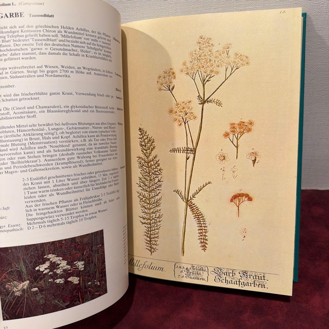 223⑩1980年ドイツ語植物図鑑 洋書古書 ジャンクジャーナル ボタン