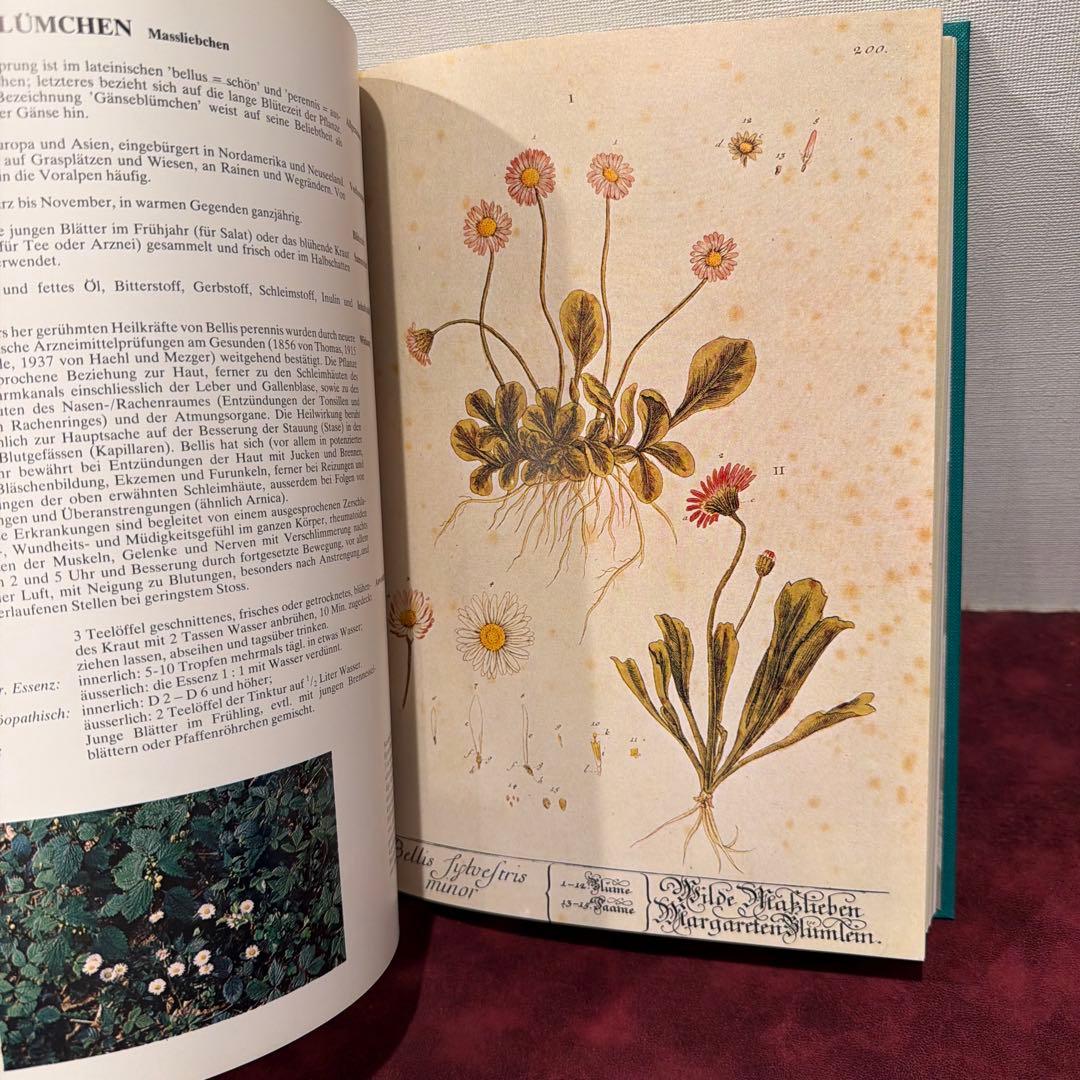 223⑩1980年ドイツ語植物図鑑 洋書古書 ジャンクジャーナル ボタン
