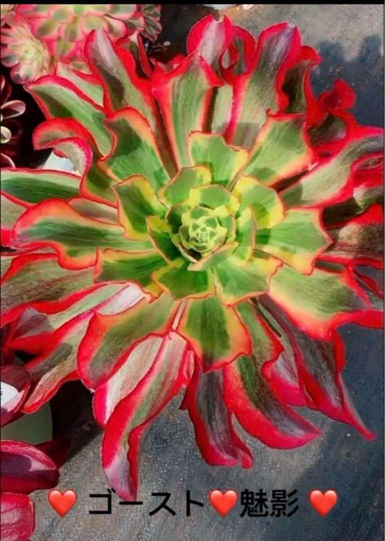 多肉植物アエオニウム錦❤️ ゴースト❤️魅影 ❤️ - メルカリ