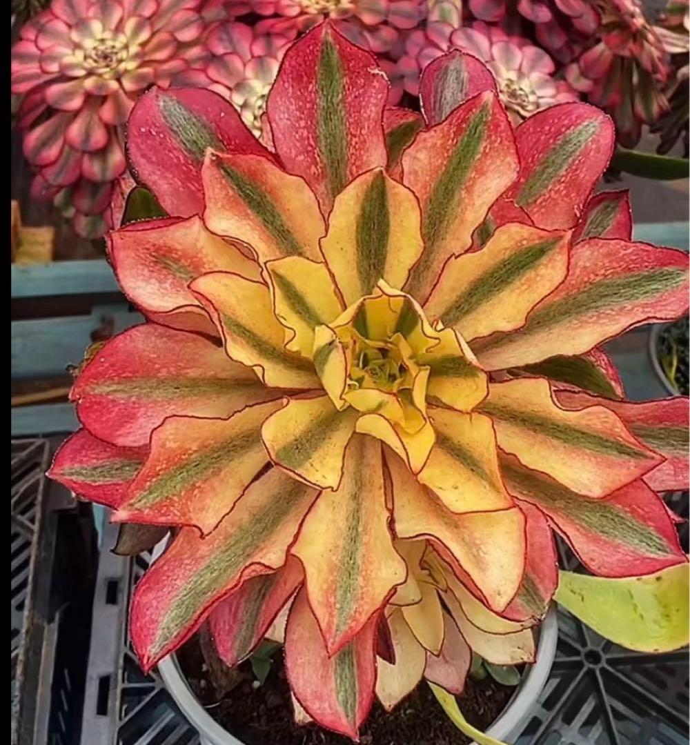 多肉植物アエオニウム錦❤️ ゴースト❤️魅影 ❤️ - メルカリ