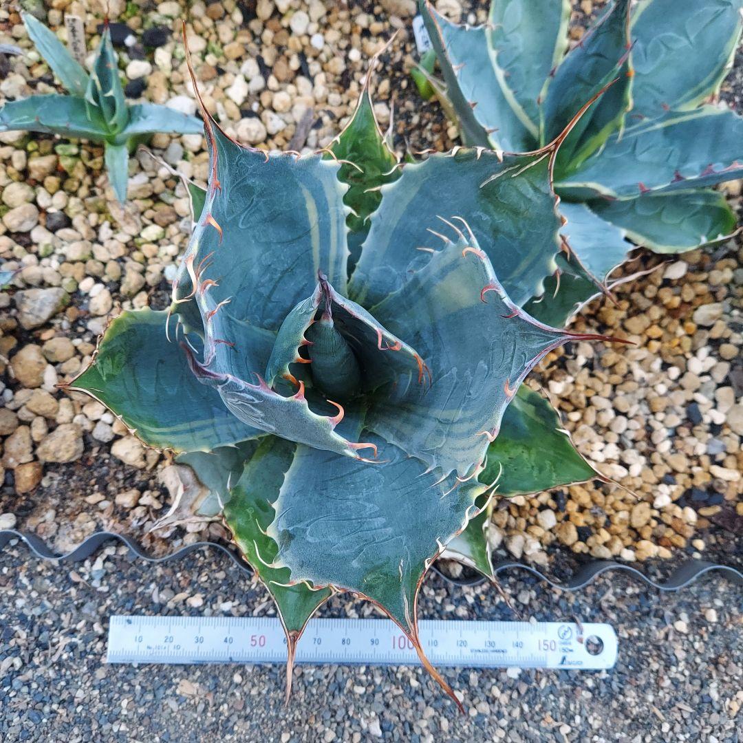 アガベ パラサナ錦 ファイヤーボール 良株 中株 - メルカリ