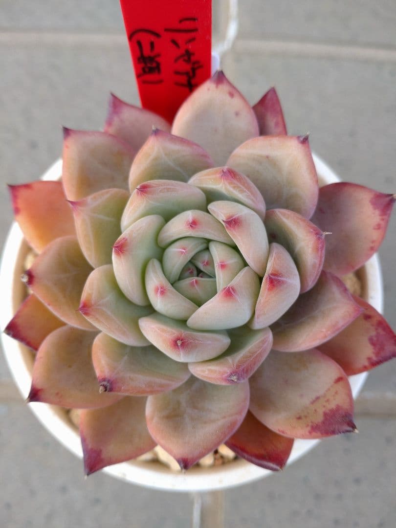 二瓶リンゼアナ simijimiさん苗 札付き メルカリ便 - メルカリ