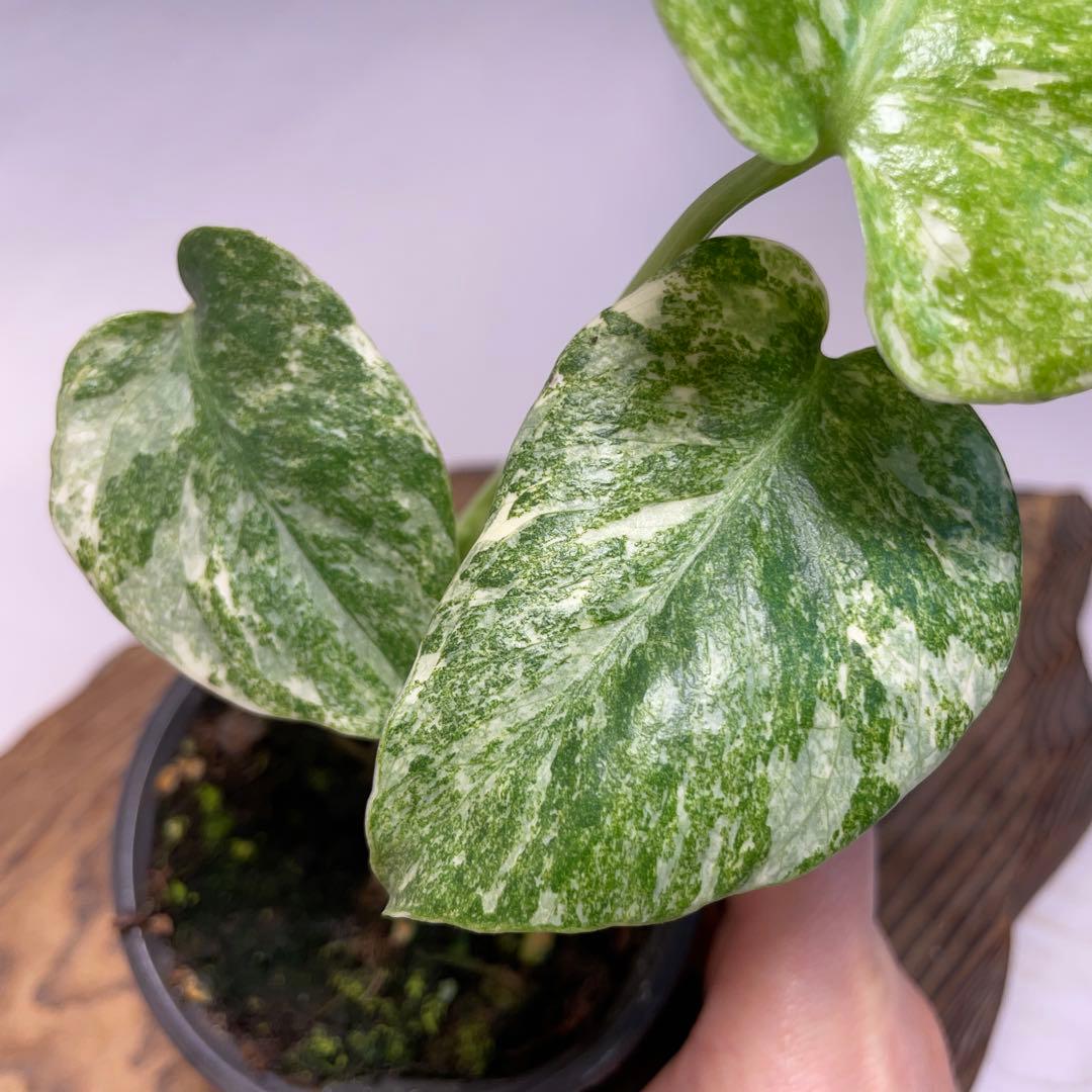 q23モンステラ デリシオーサ レガシー 斑入り - メルカリ