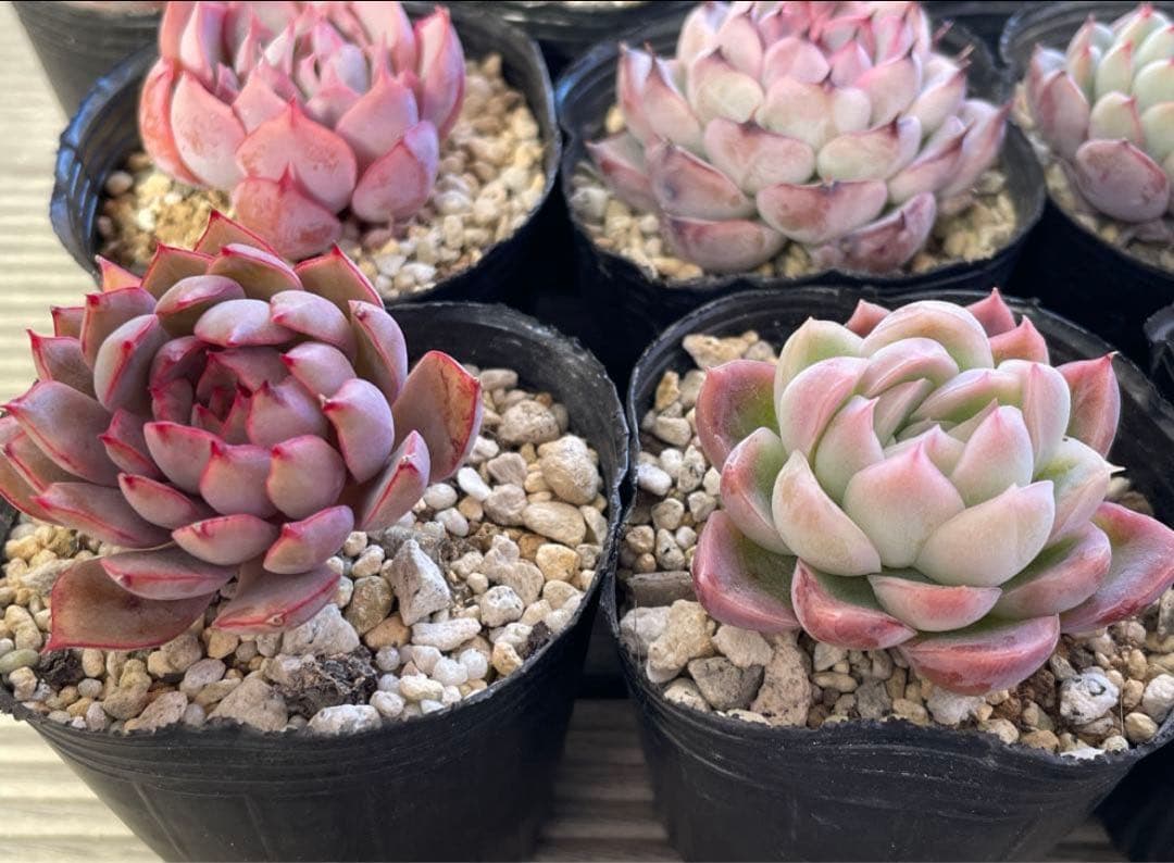 桜子　サンセットグレイ　雪つぼみ　紫紺の矢　恋煩い　ももりん　他　多肉植物