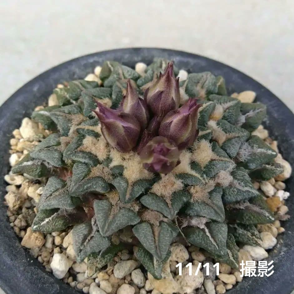 ☆サボテン 黒牡丹 自家繁殖苗 実生苗 鉢付き速達配送 - メルカリ