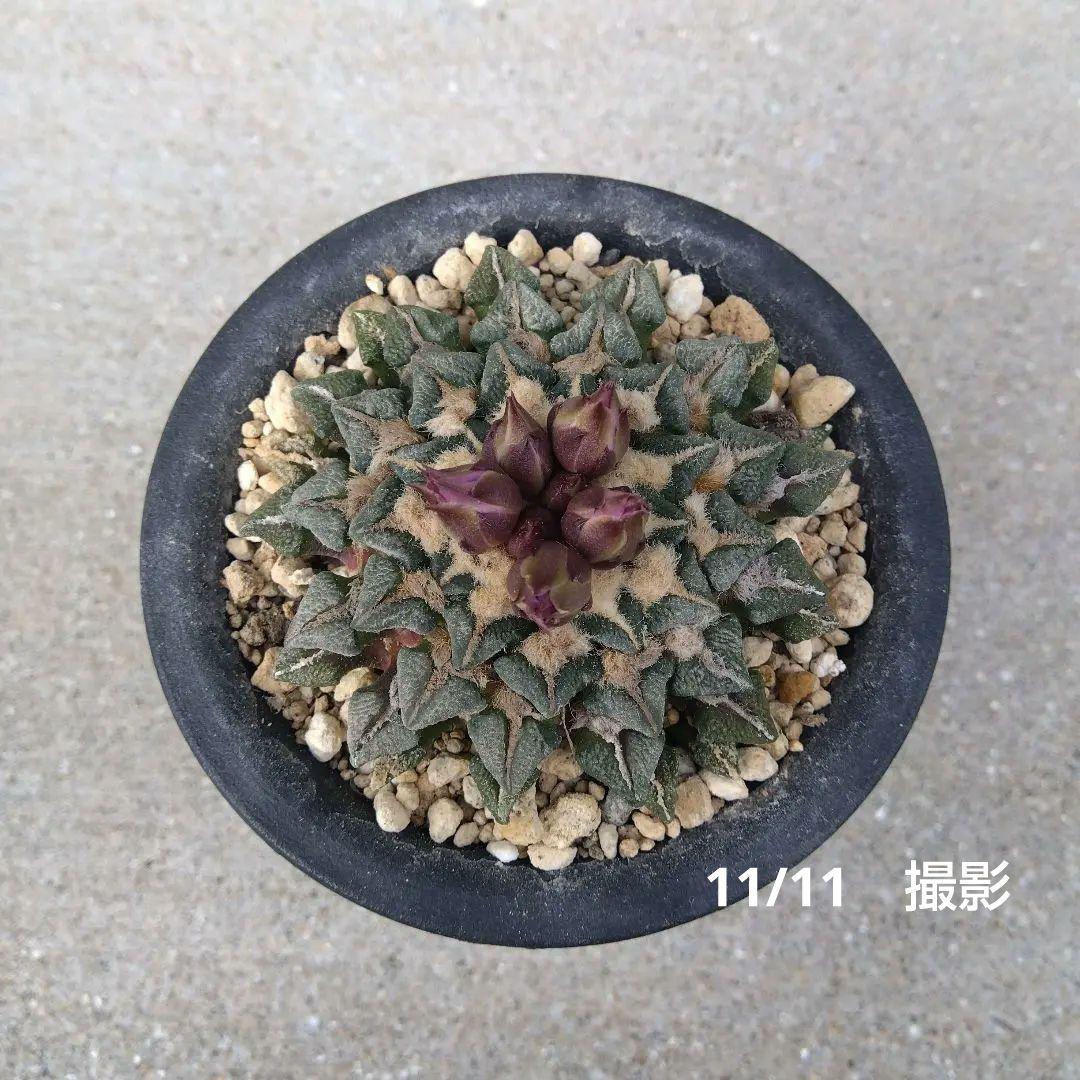 ☆サボテン 黒牡丹 自家繁殖苗 実生苗 鉢付き速達配送 - メルカリ