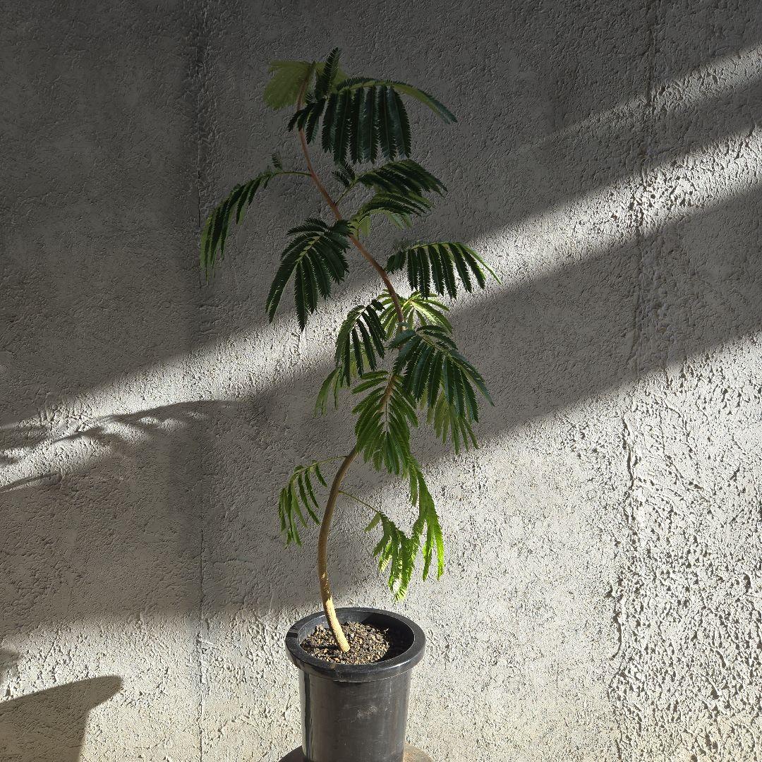 ⑳　エバーフレッシュ　曲がり仕立て8号　特大苗木最高等級‼️ ⑪ エバーフレッシュ曲がり仕立て 8号特大苗木最高等級極上品‼️