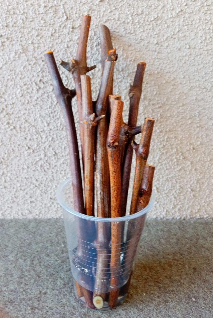 ぶどう台木剪定枝 テレキ 40本（その15） ぶどう台木剪定枝 テレキ 40本（その15） ぶどう台木剪定枝 テレキ 40