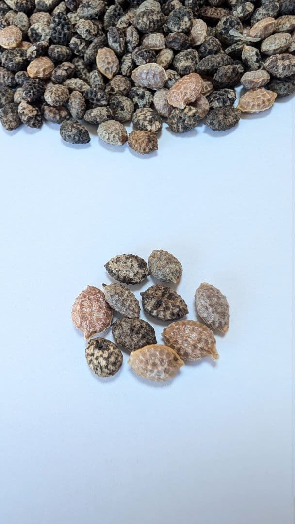 1月新着種子 アデニア ペチュエリー Adenia pechuelii 10粒 - 塊根植物