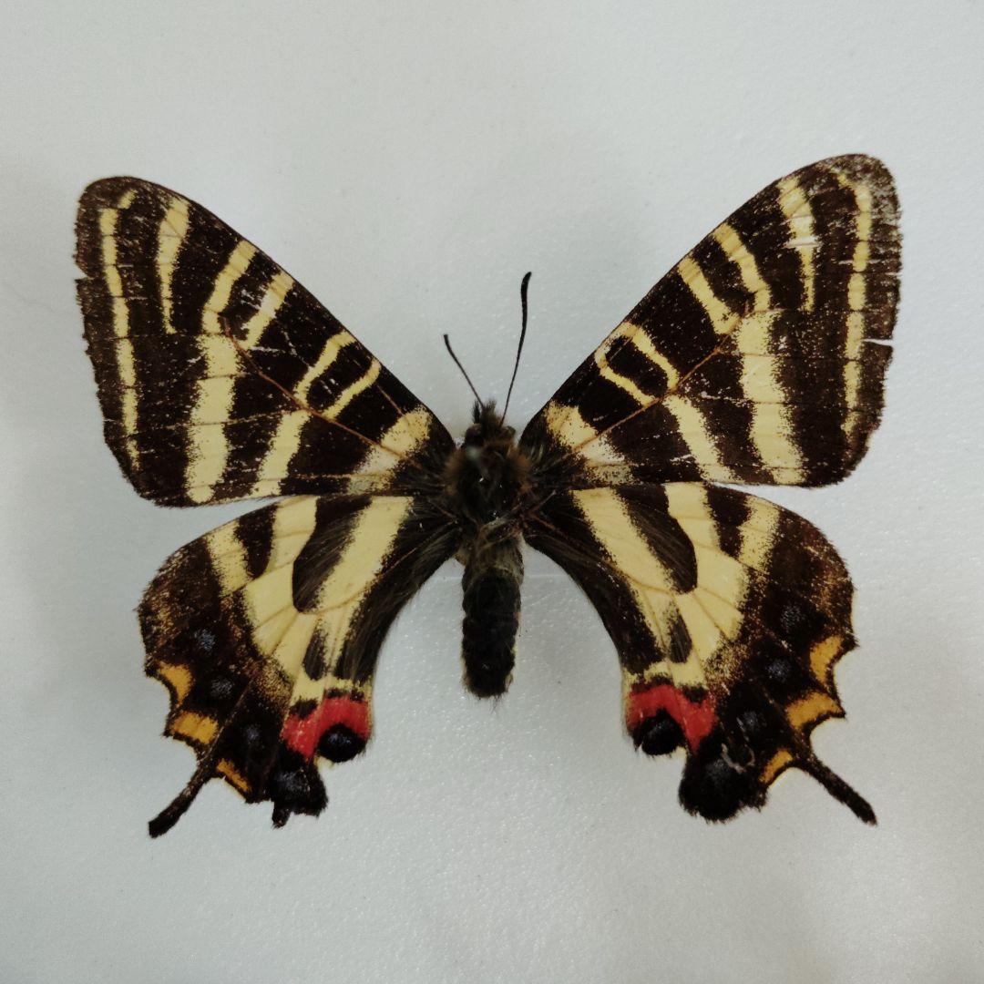 東京都八王子市産　ギフチョウ PIC00021-3-300x300.jpg