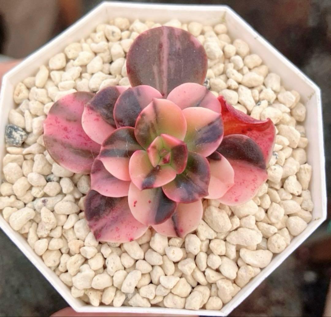 多肉植物 メラコ錦 未発根