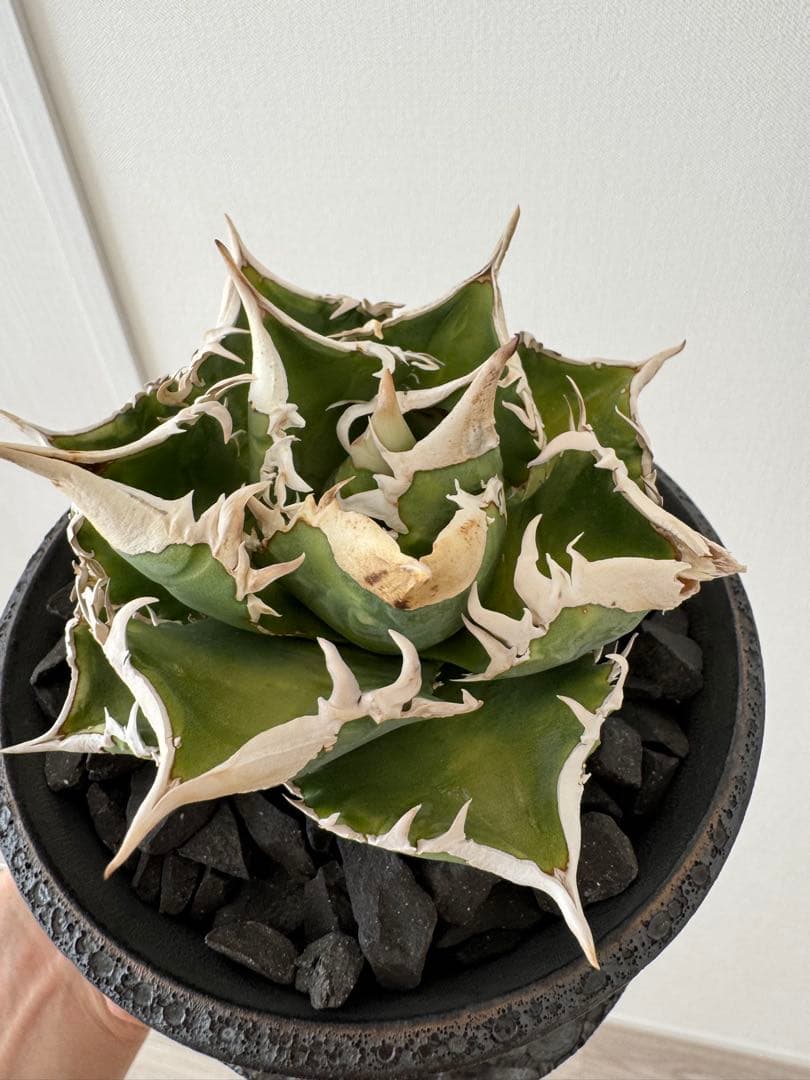 アガベ チタノタ 大白鯊 親株 コレクション株 ホホジロザメ lize産