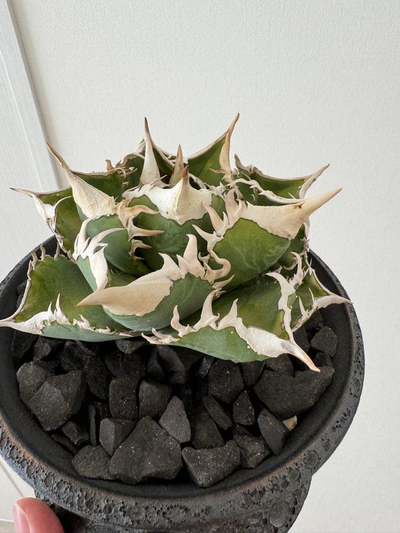 アガベ チタノタ 大白鯊 親株 コレクション株 ホホジロザメ lize産