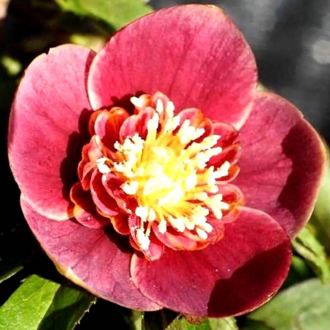 ヘ*6様 3565☘️蕾花付き☘️極上☘️⭐️小輪⭐️ ハートSD⭐️オーレア⭐