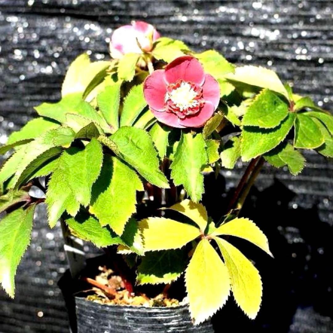 ヘ*6様 3565☘️蕾花付き☘️極上☘️⭐️小輪⭐️ ハートSD⭐️オーレア⭐