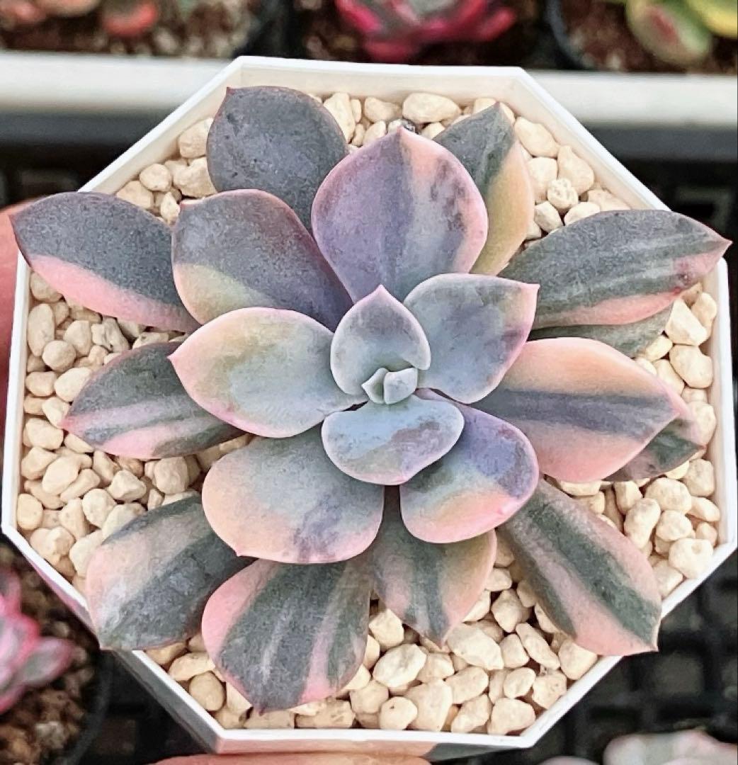 専用 多肉植物 デビー錦&リラシナ錦&ヘラ色錦&ロンギシマ覆輪錦