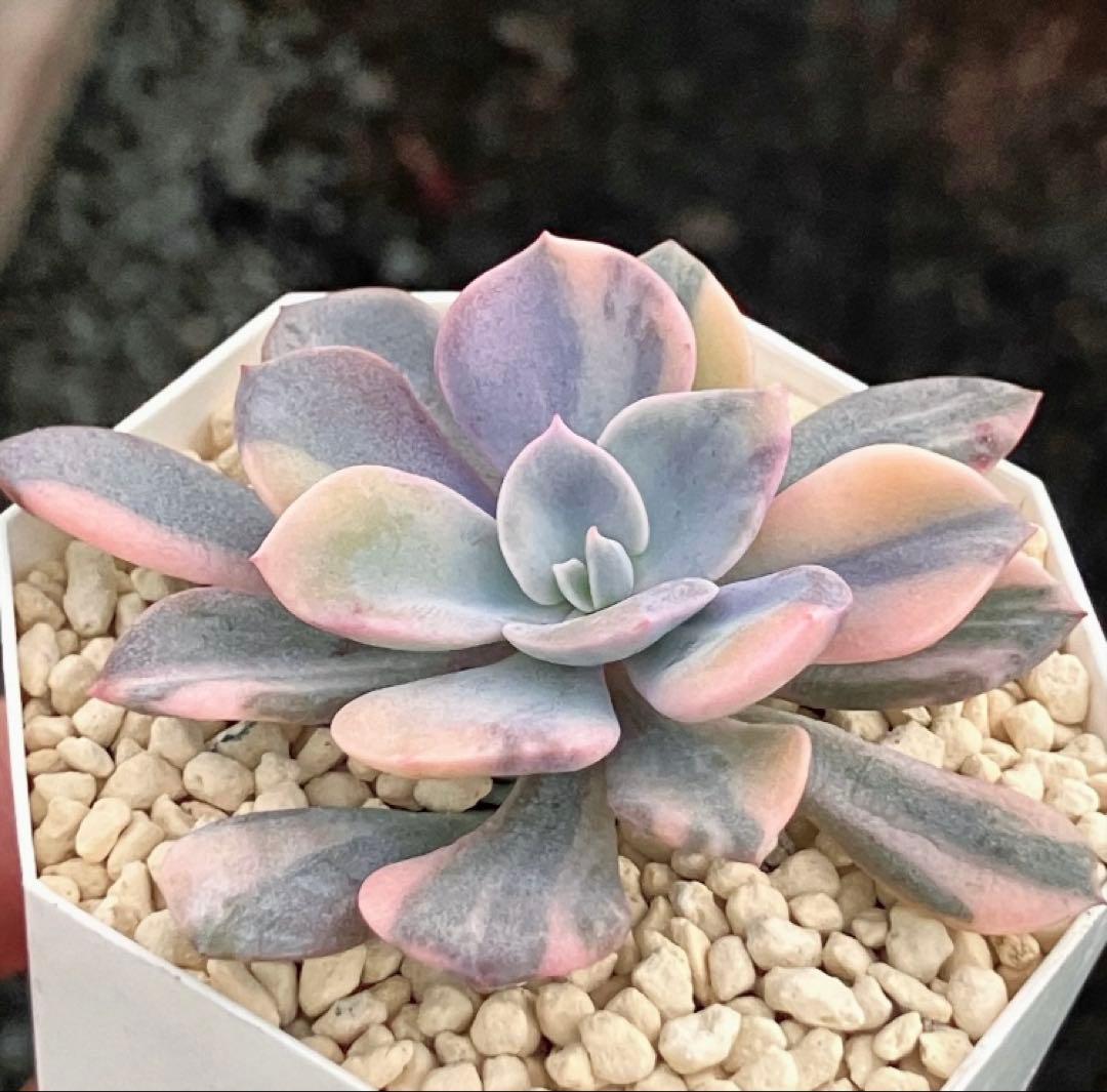 専用 多肉植物 デビー錦&リラシナ錦&ヘラ色錦&ロンギシマ覆輪錦