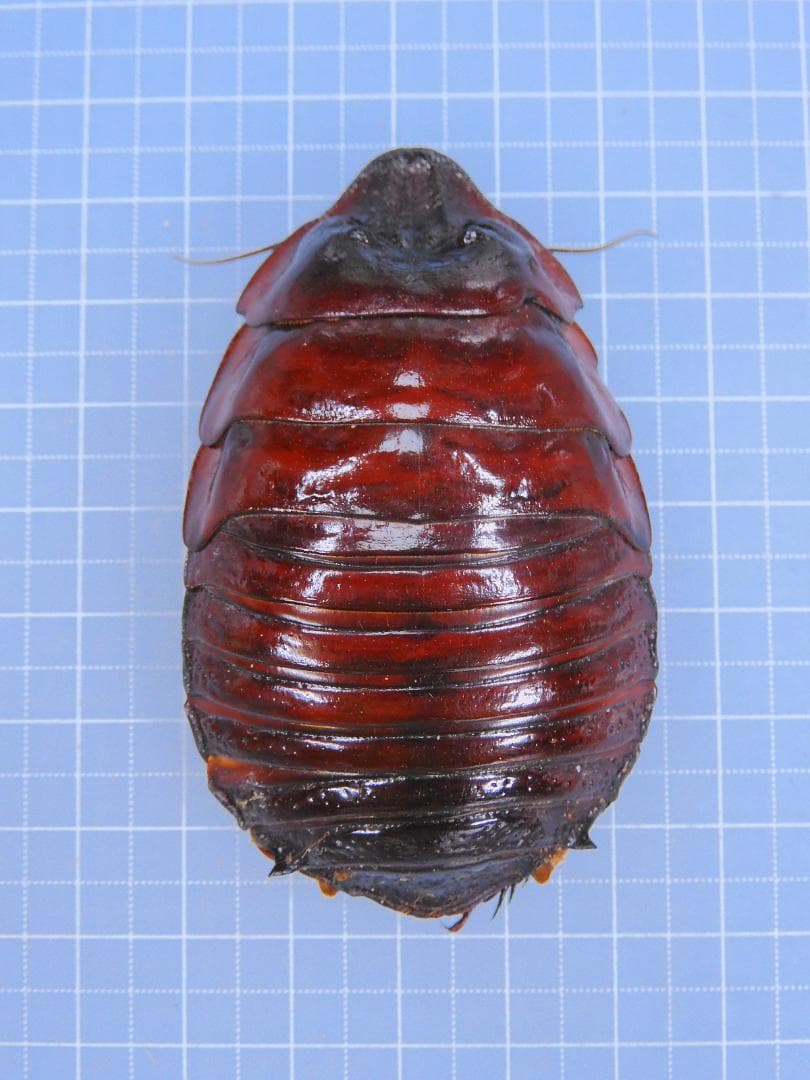 標本 Australia Macropanesthia rhinoceros 69mm 標本 Australia Macropanesthia rhinoceros 69mm 標本 Australia