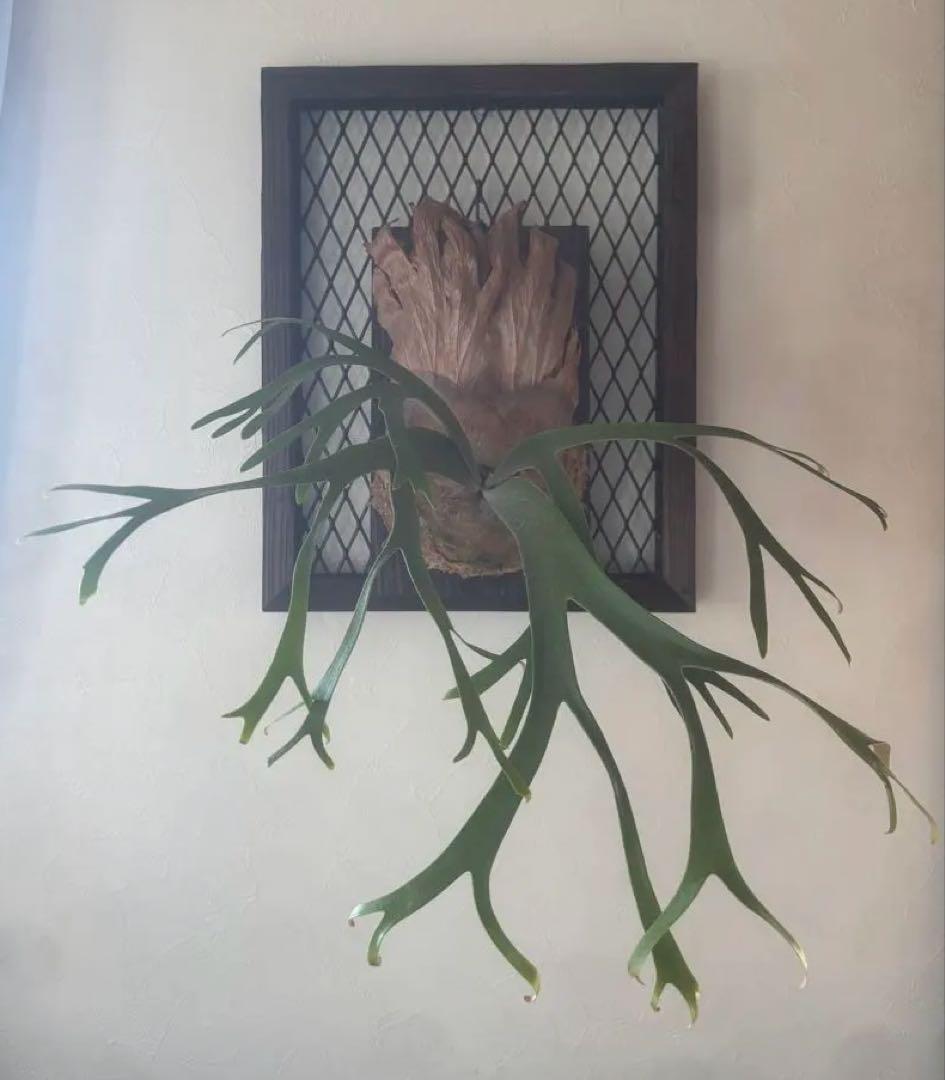 さ*う様 P. willinckii 'Queen Sawangan' 親株 P.willinckii 'Queen Sawangan' (mutasi01) 最近名前がついたそう