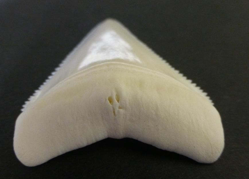 ホホジロザメ（Carcharodon carcharias）の歯 48.1mm