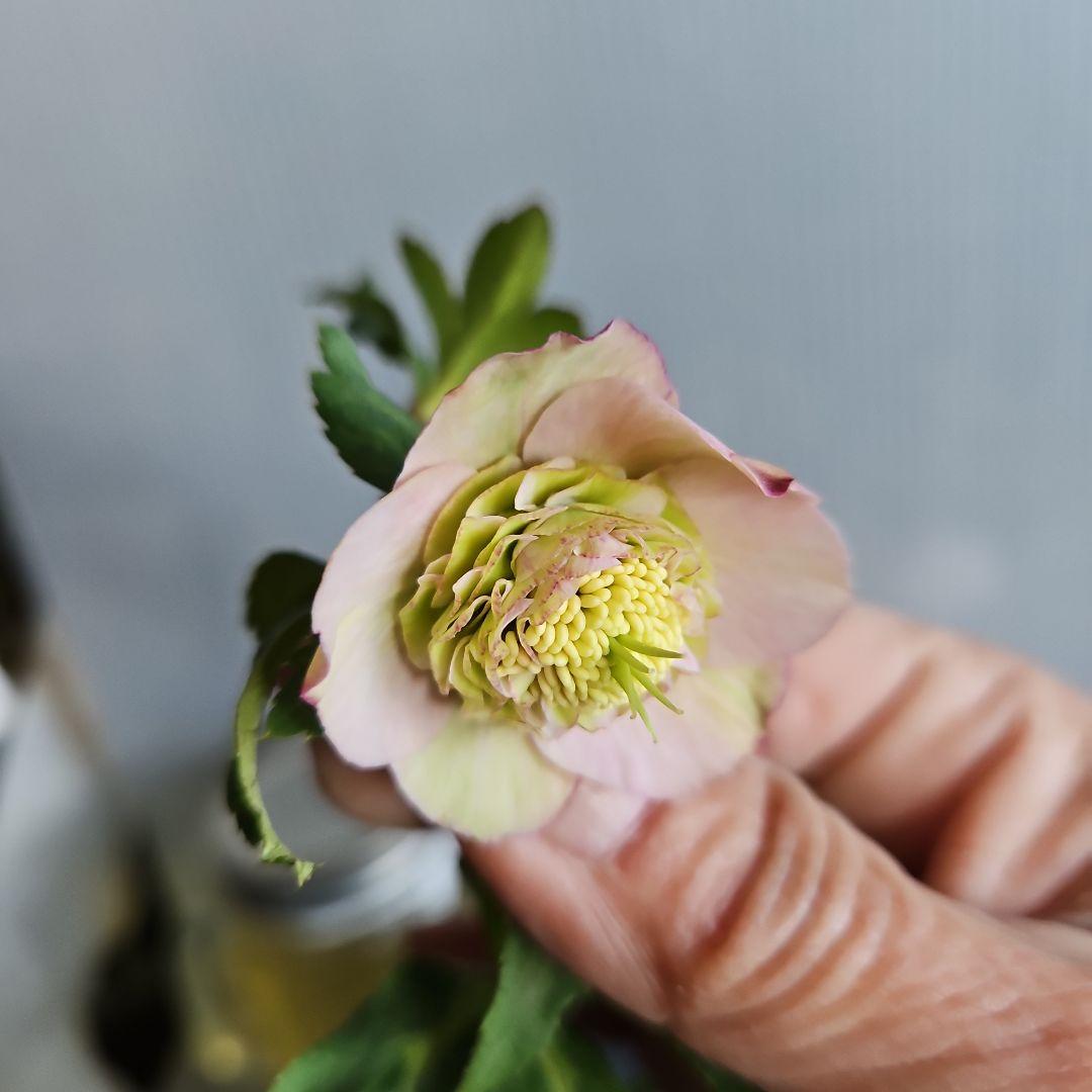 マカロンロン*様にご提案苗㉖-355クリスマスローズ