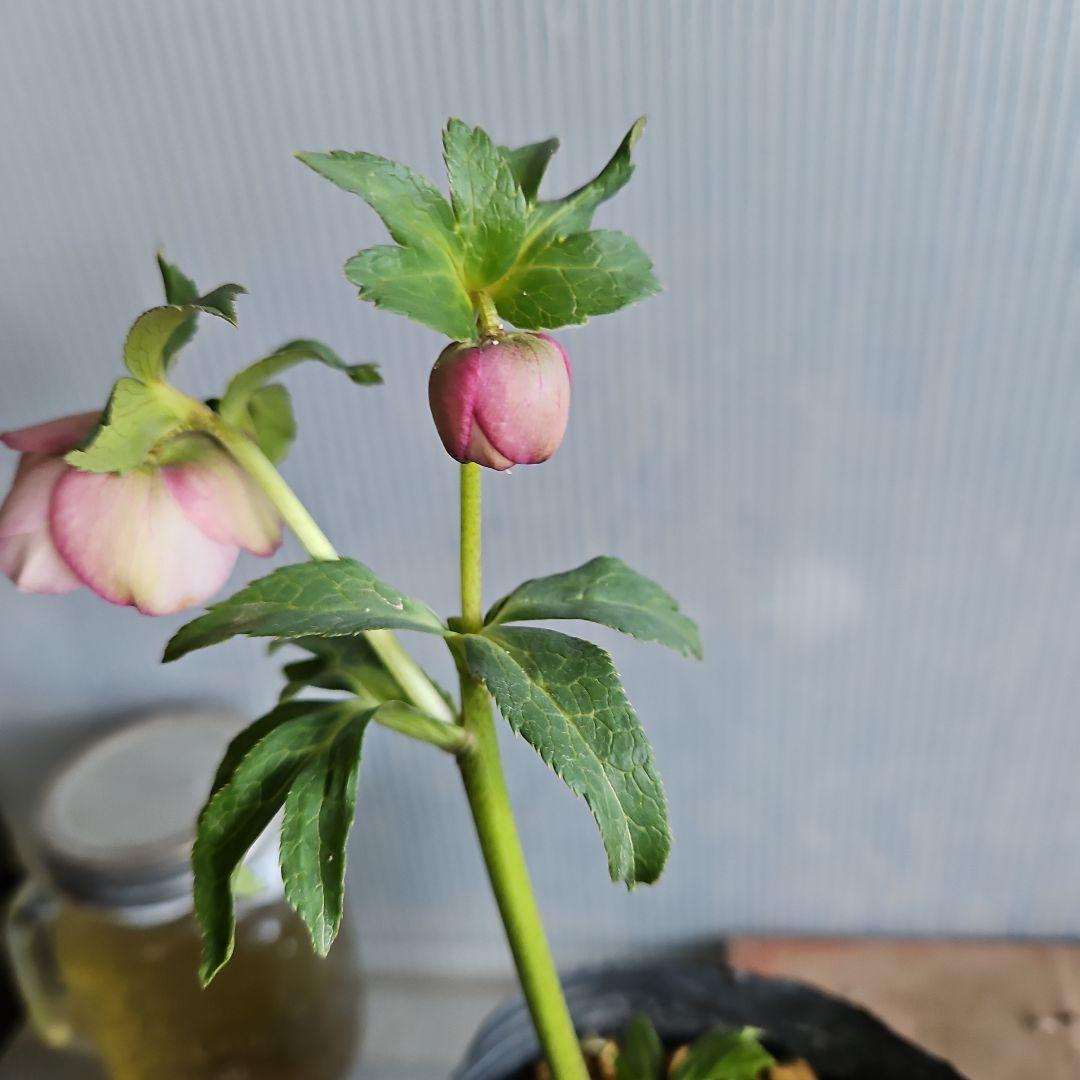 マカロンロン*様にご提案苗㉖-355クリスマスローズ