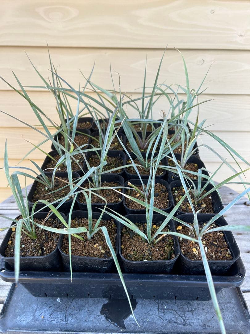 耐寒性ユッカ ロストラータ 15株鉢植え発送 - メルカリ