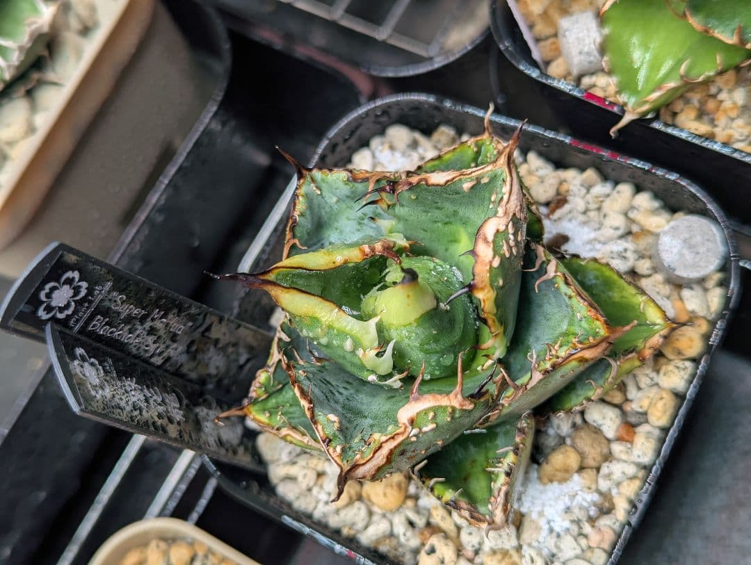 秘蔵 チタノタ「スーパー麻花」超ブツブツ SUPER MaHua 超短葉 - メルカリ