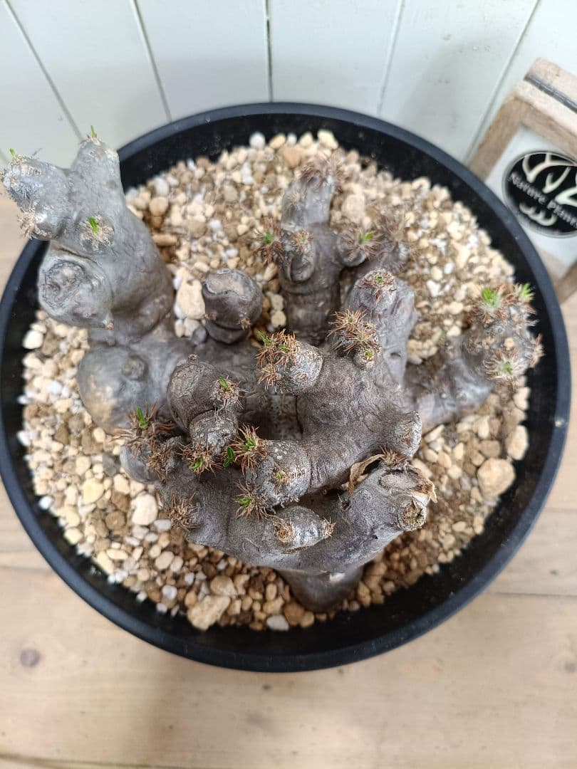 X111☆発根済☆大株美形パキポディウムブレビカリックス - メルカリ