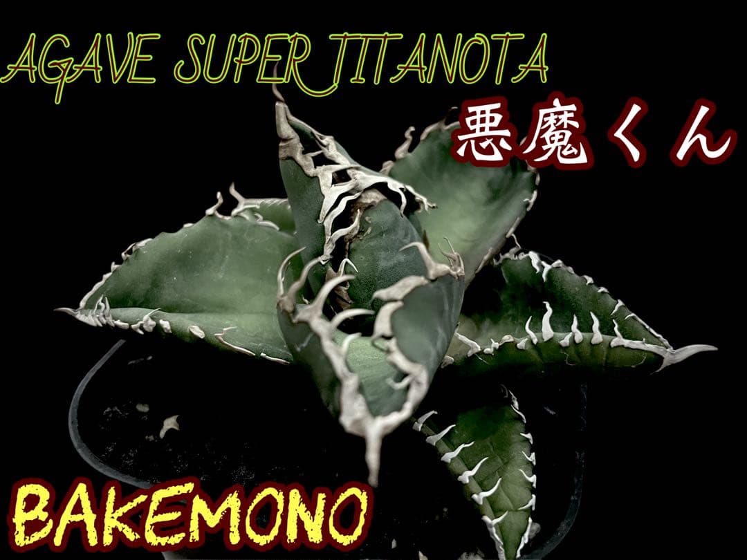 レア特価【CG産】アガベスーパーチタノタ悪魔くん スパチタBAKEMONO