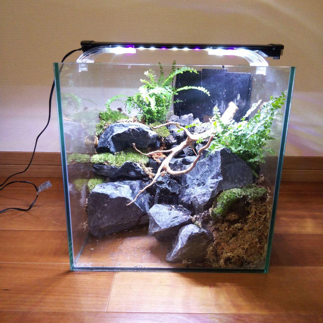 受注生産】イモリウム 苔テラリウム 滝のあるアクアテラリウム - メルカリ