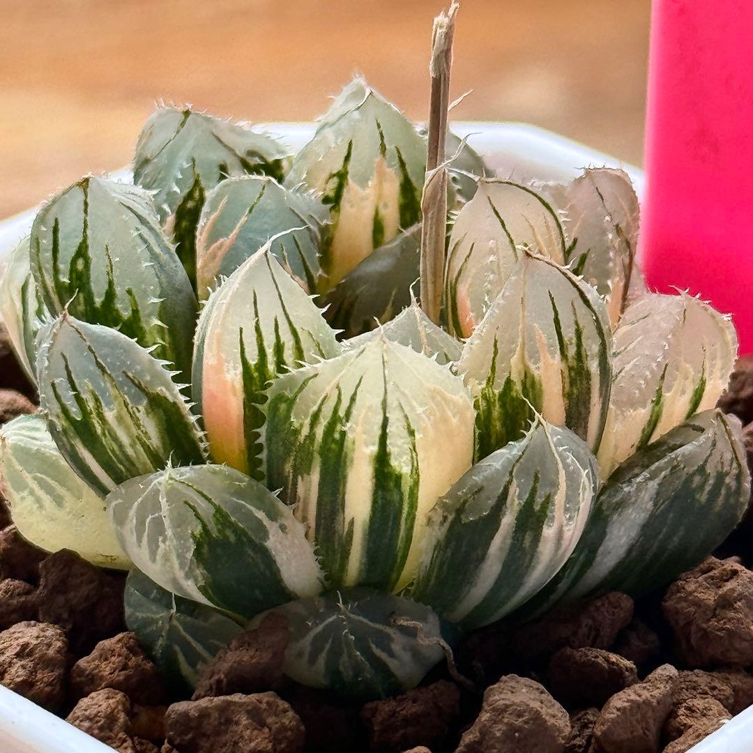 ハオルチア ハオルシア 多肉植物 観葉植物 赤い鳥 赤斑オブツーサ錦