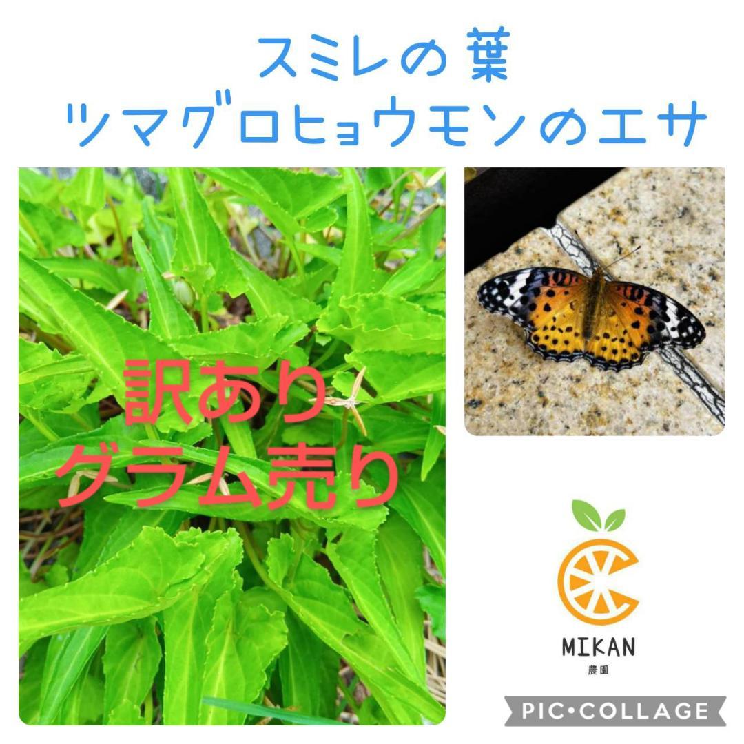 スミレ 葉っぱのみ 訳あり300g ツマグロヒョウモン 幼虫 餌