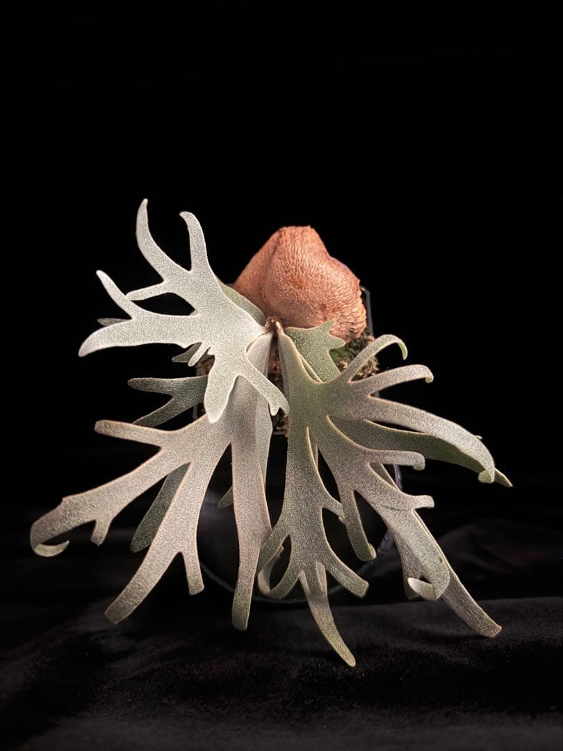 ビカクシダ p.willinckii Totoro sporeling special P.willinckii Totoro sporeling | naturefix