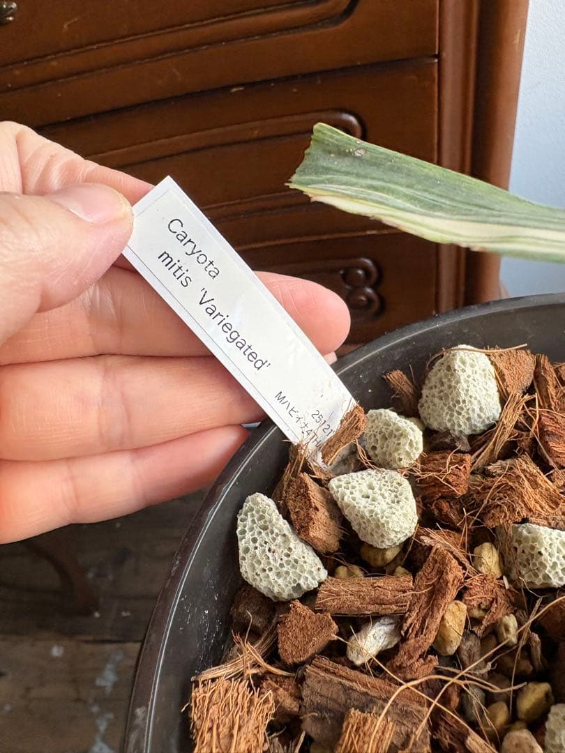 大株 クジャクヤシ斑入り Caryota mitis variegated 5号 - メルカリ