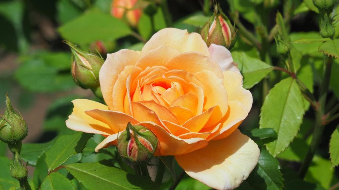 LUMIX G 35-100mm F4.0-5.6 シルバー 望遠ズーム