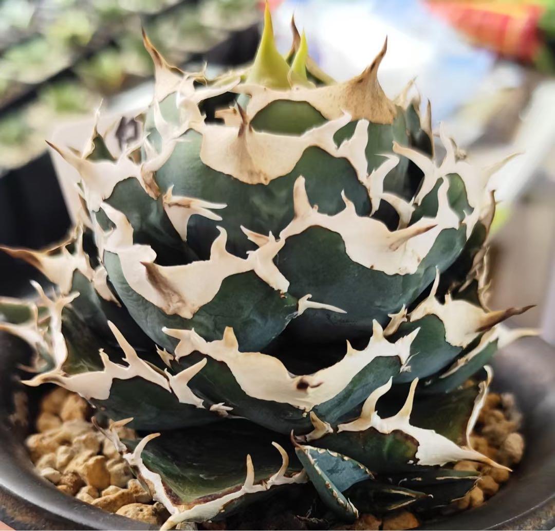 と*ー様 アガベ チタノタ 白虎 ホワイトタイガー 子株 魔獄級強棘 青粉