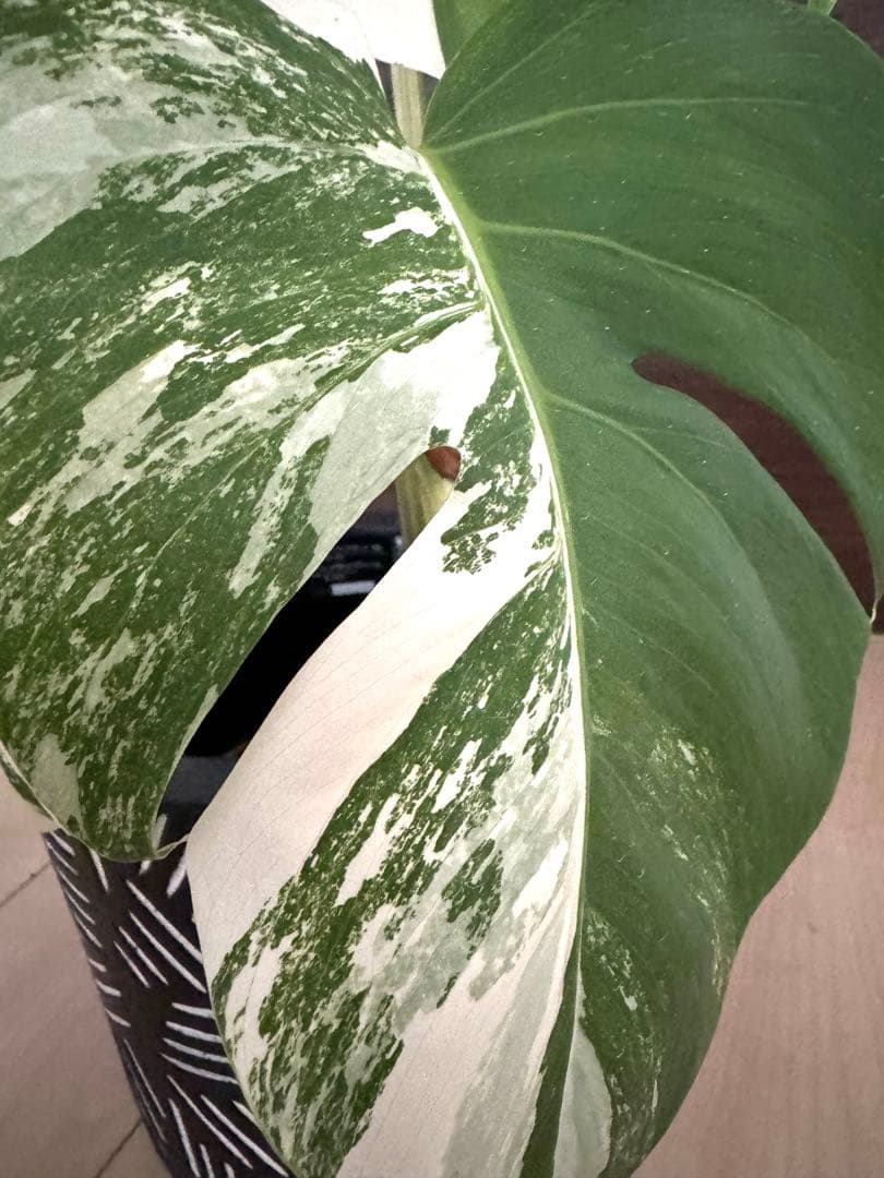 極上5葉付き美株！発根済み！モンステラ斑入り ホワイトタイガー