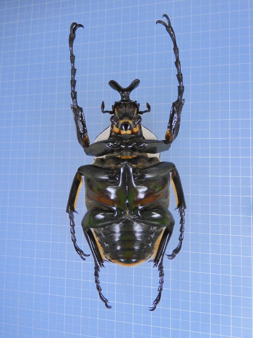 外国産カブト3種 標本 ネプチューン リッキー レックス（旧アクティ