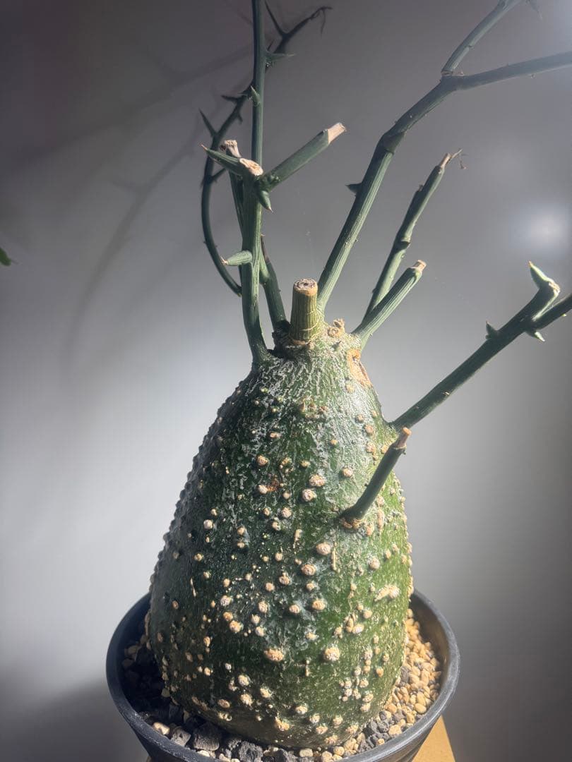 アデニア グロボーサ 大株 美株 ムチムチ 塊根植物 コーデックス