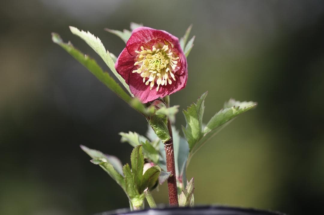 クリスマスローズ 開花株 SDプリマヴェーラhyb - メルカリ