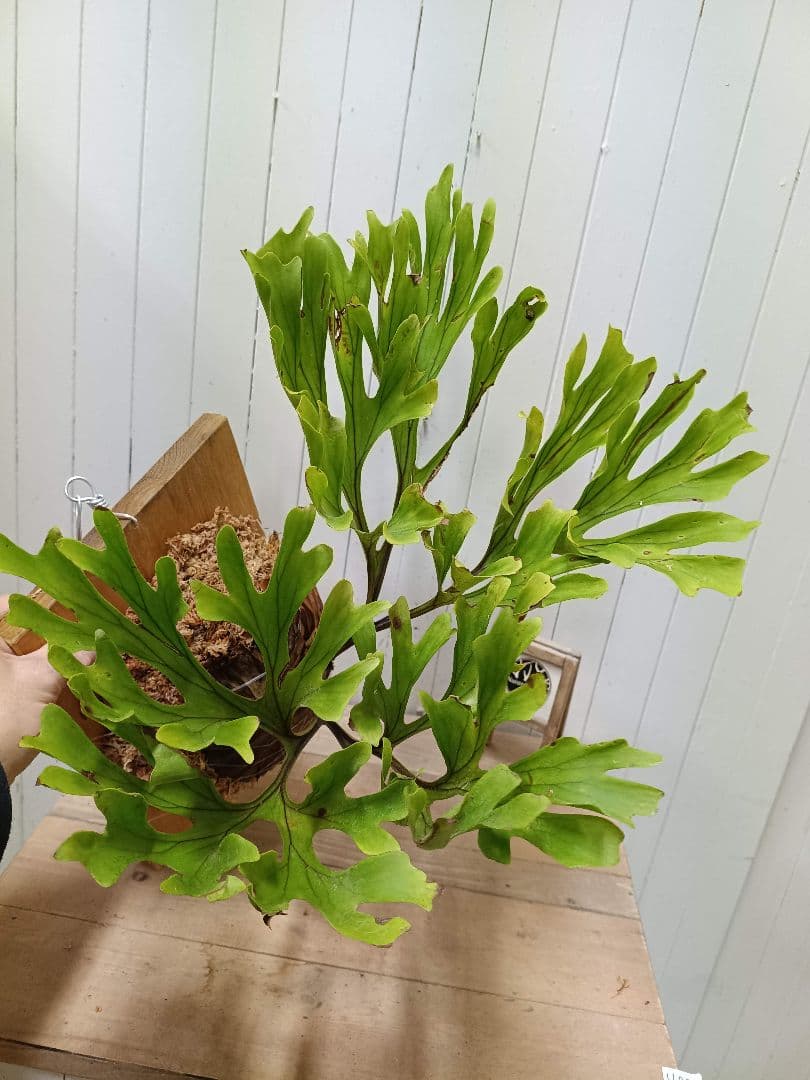 K251【XLサイズ】 ビカクシダ リドレイ 現地球1/27輸入 - メルカリ