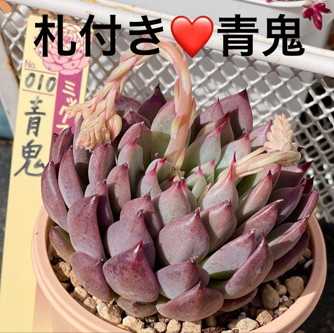 札付き❤️青鬼❤️ミックスベリア おらいさん苗 脇芽付き 多肉植物
