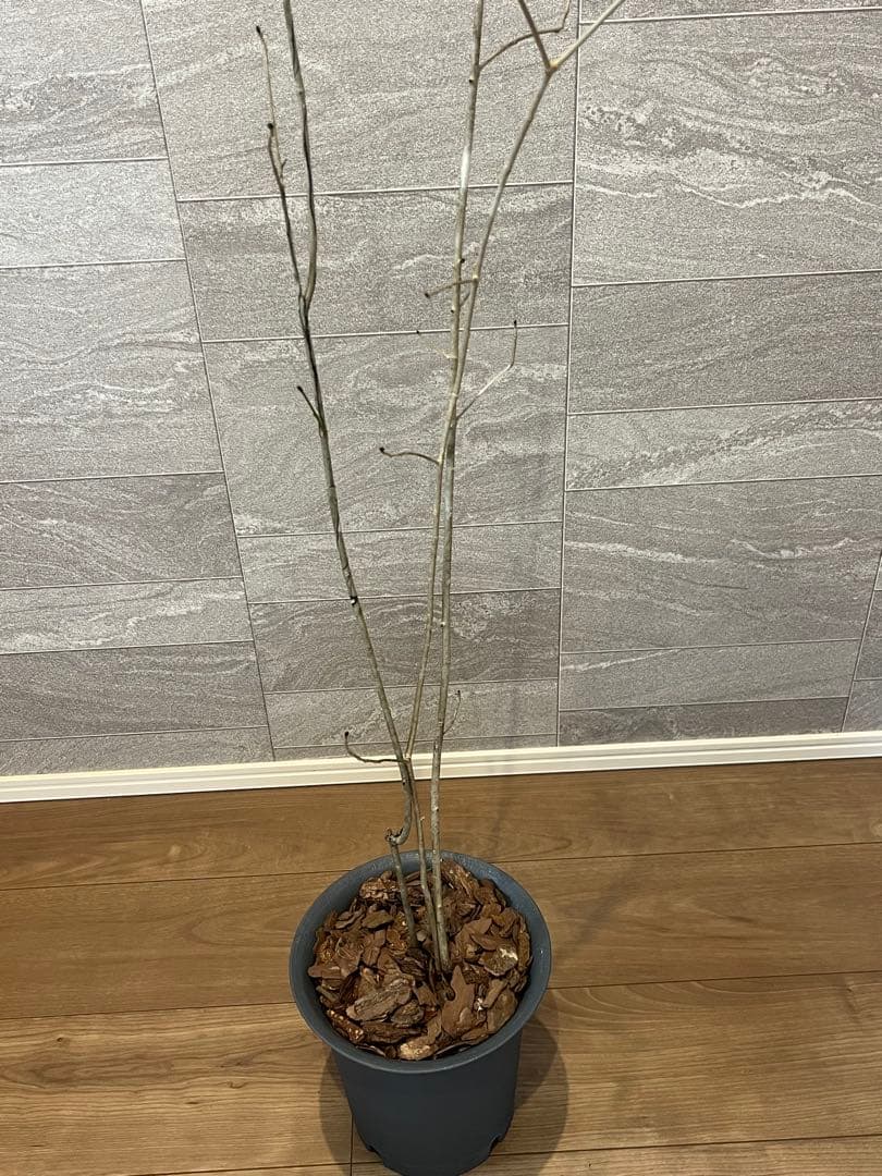 山採り天然 アオダモ 3本株立ち