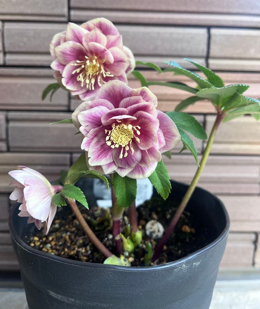 【週末セール】広瀬園芸 クリスマスローズ ソレイユdd 楽天市場】クリスマスローズ 広瀬園芸 ソレイユ ダブル 0213-006 現品