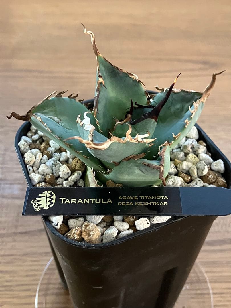 モ*ギ様 【初売りオークション】49 REZA産　長棘　アガベ　TARANTUL